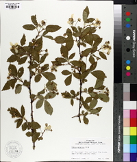 Rubus argutus image