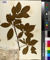 Rubus argutus image