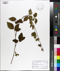 Rubus argutus image