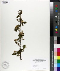 Rubus argutus image