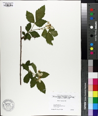 Rubus argutus image