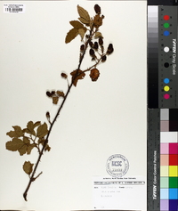 Rubus argutus image