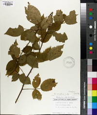 Rubus argutus image