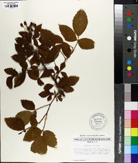 Rubus argutus image