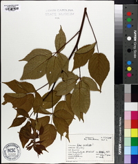 Rubus canadensis image