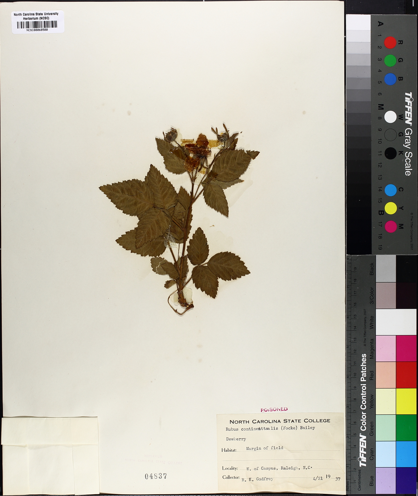 Rubus continentalis image