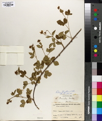 Rubus flagellaris image