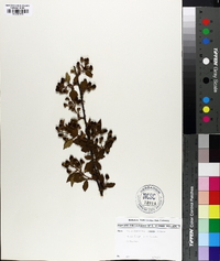 Rubus flagellaris image