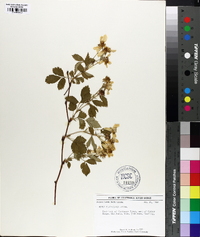 Rubus flagellaris image