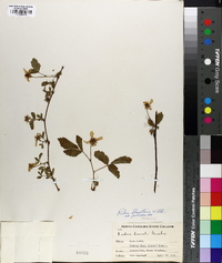 Rubus flagellaris image