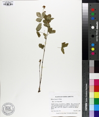 Rubus flagellaris image