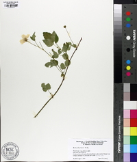 Rubus flagellaris image