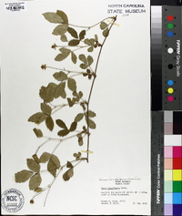 Rubus flagellaris image