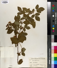 Rubus argutus image