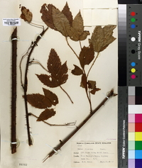 Rubus argutus image