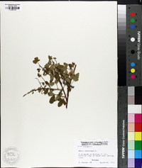 Rubus fruticosus image