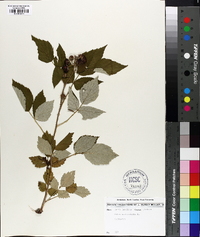 Rubus occidentalis image