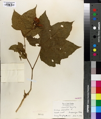 Rubus odoratus image