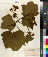 Rubus odoratus image