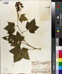 Rubus odoratus image