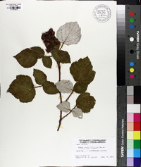 Rubus phoenicolasius image