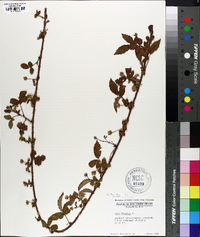 Rubus trivialis image