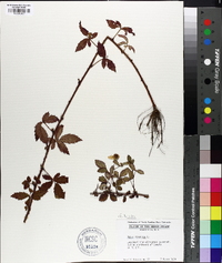 Rubus trivialis image