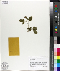 Rubus trivialis image