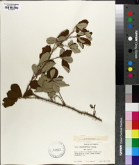 Rubus cuneifolius image