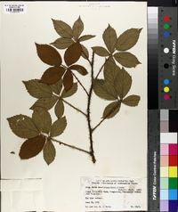 Rubus densissimus image