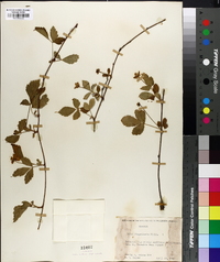 Rubus flagellaris image