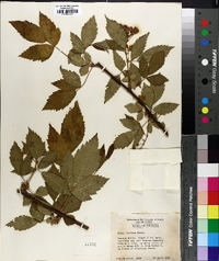 Rubus argutus image