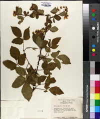 Rubus argutus image