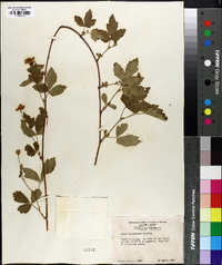 Rubus baileyanus image