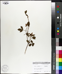 Rubus argutus image