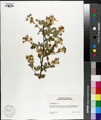 Rubus argutus image