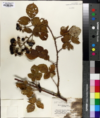 Rubus bifrons image