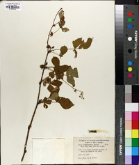 Rubus clandestinus image