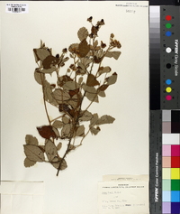 Rubus humei image
