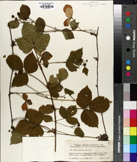 Rubus huttonii image