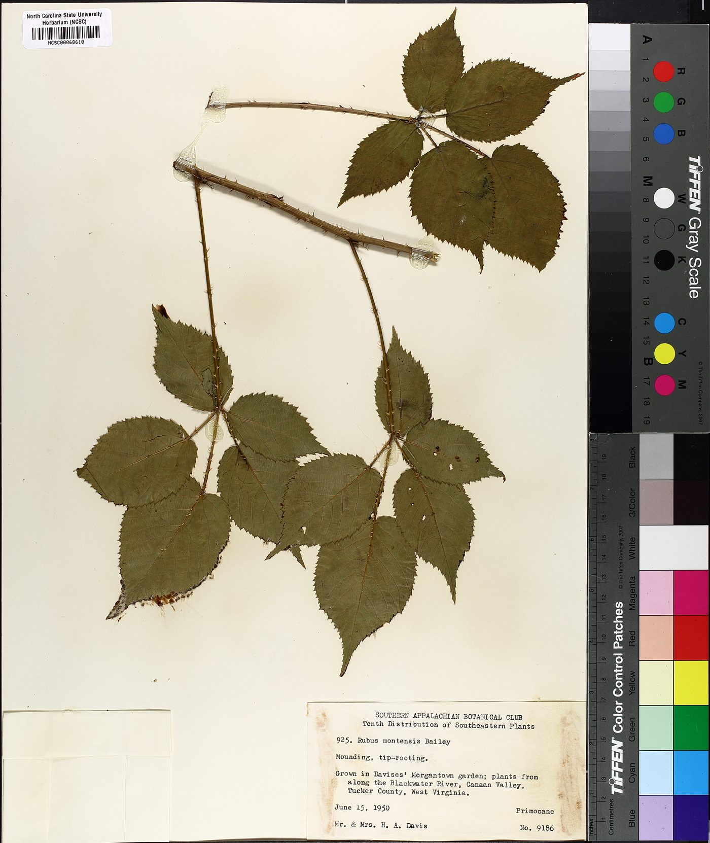 Rubus montensis image