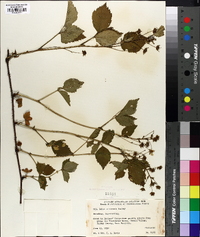 Rubus montensis image