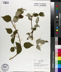 Rubus occidentalis image