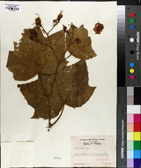 Rubus odoratus image