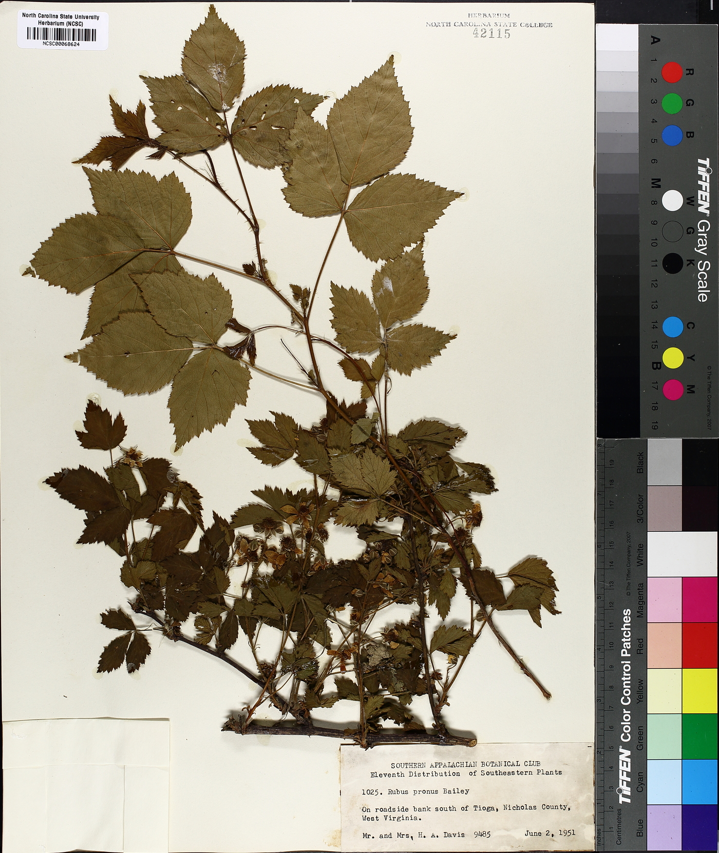 Rubus pronus image
