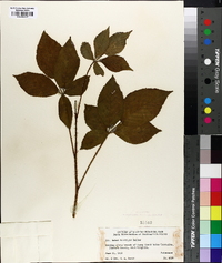 Rubus racemiger image