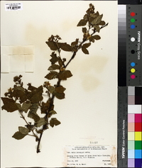 Rubus racemiger image