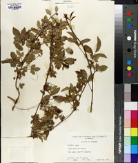 Rubus trivialis image