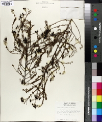 Ceanothus microphyllus image