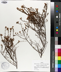Ceanothus microphyllus image